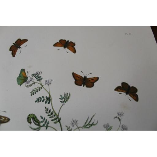 Butterfly 6.jpg